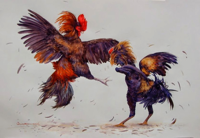 Cock fighting white kelso pictures